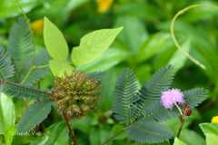 Mimosa pudica